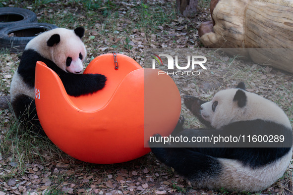 Giant pandas play at Chongqing Zoo in Chongqing, China, on September 22, 2024. It is International Panda Day. 