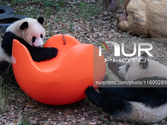 Giant pandas play at Chongqing Zoo in Chongqing, China, on September 22, 2024. It is International Panda Day. (