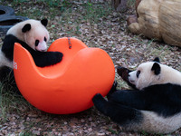 Giant pandas play at Chongqing Zoo in Chongqing, China, on September 22, 2024. It is International Panda Day. (