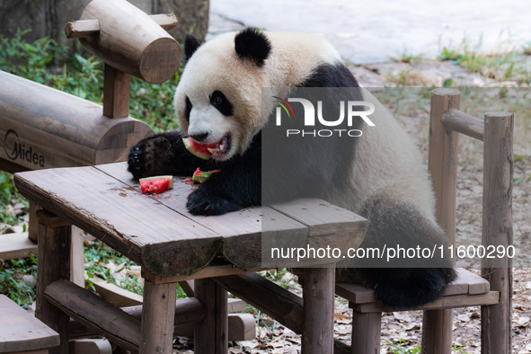 A giant panda eats at Chongqing Zoo in Chongqing, China, on September 22, 2024. It is International Panda Day. 