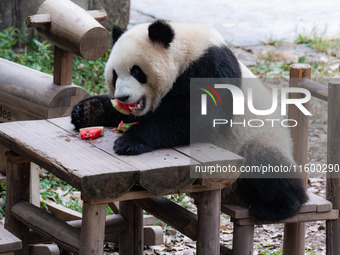 A giant panda eats at Chongqing Zoo in Chongqing, China, on September 22, 2024. It is International Panda Day. (