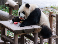 A giant panda eats at Chongqing Zoo in Chongqing, China, on September 22, 2024. It is International Panda Day. (