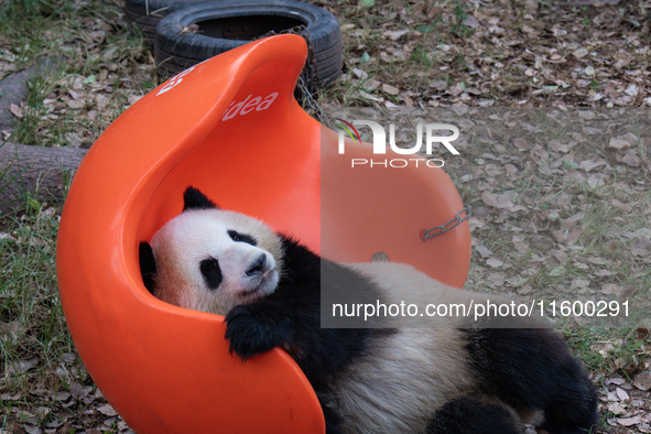 A giant panda plays at Chongqing Zoo in Chongqing, China, on September 22, 2024. It is International Panda Day. 