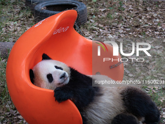 A giant panda plays at Chongqing Zoo in Chongqing, China, on September 22, 2024. It is International Panda Day. (