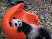 A giant panda plays at Chongqing Zoo in Chongqing, China, on September 22, 2024. It is International Panda Day. (