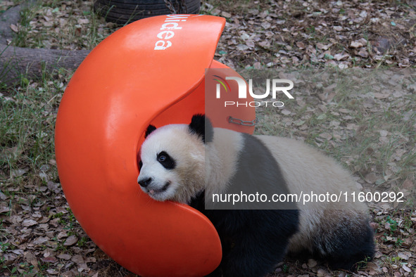 A giant panda plays at Chongqing Zoo in Chongqing, China, on September 22, 2024. It is International Panda Day. 