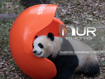 A giant panda plays at Chongqing Zoo in Chongqing, China, on September 22, 2024. It is International Panda Day. (