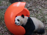 A giant panda plays at Chongqing Zoo in Chongqing, China, on September 22, 2024. It is International Panda Day. (