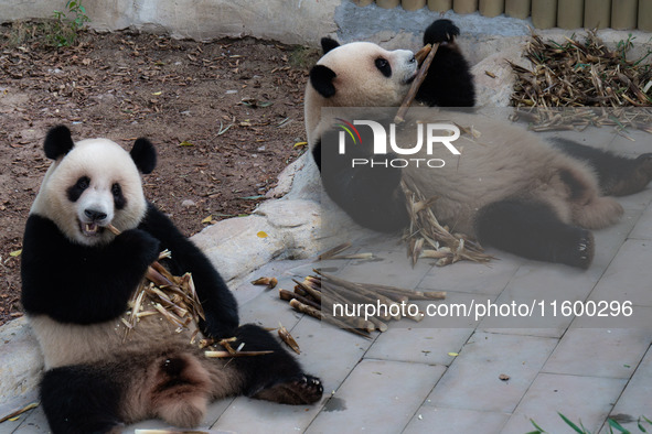 Two giant pandas eat at Chongqing Zoo in Chongqing, China, on September 22, 2024. It is International Panda Day. 