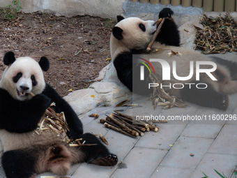 Two giant pandas eat at Chongqing Zoo in Chongqing, China, on September 22, 2024. It is International Panda Day. (