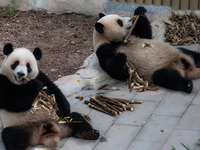 Two giant pandas eat at Chongqing Zoo in Chongqing, China, on September 22, 2024. It is International Panda Day. (