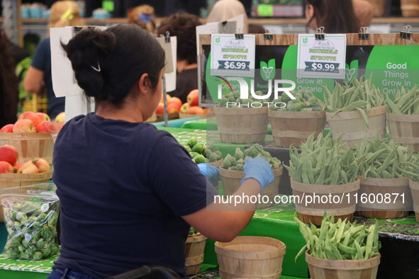 A worker fills baskets with Brussels sprouts at a farmers market in Markham, Ontario, Canada, on September 22, 2024. 