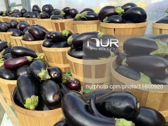 Eggplants are at a farmers market in Markham, Ontario, Canada, on September 22, 2024. 