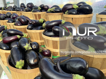 Eggplants are at a farmers market in Markham, Ontario, Canada, on September 22, 2024. (