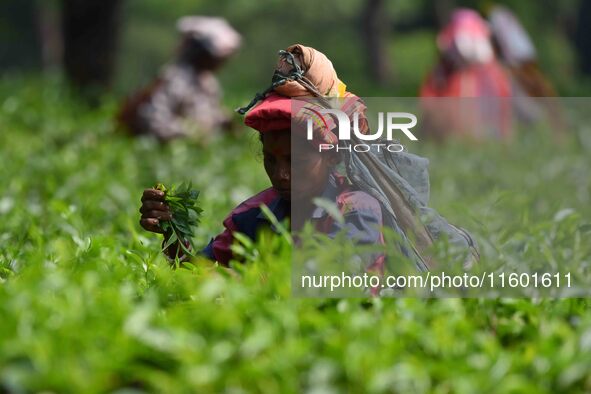 A tea garden worker plucks tea leaves at a tea garden in Nagaon district of Assam, India, on September 23, 2024. 