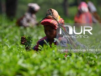 A tea garden worker plucks tea leaves at a tea garden in Nagaon district of Assam, India, on September 23, 2024. (