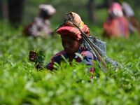 A tea garden worker plucks tea leaves at a tea garden in Nagaon district of Assam, India, on September 23, 2024. (