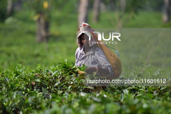 A tea garden worker plucks tea leaves at a tea garden in Nagaon district of Assam, India, on September 23, 2024. 