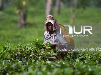 A tea garden worker plucks tea leaves at a tea garden in Nagaon district of Assam, India, on September 23, 2024. (