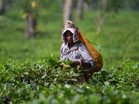 A tea garden worker plucks tea leaves at a tea garden in Nagaon district of Assam, India, on September 23, 2024. (