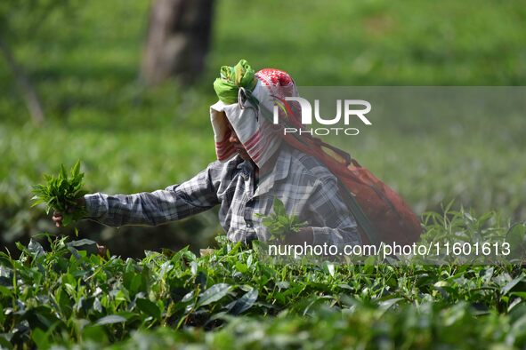 A tea garden worker plucks tea leaves at a tea garden in Nagaon district of Assam, India, on September 23, 2024. 