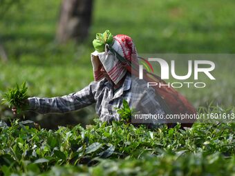 A tea garden worker plucks tea leaves at a tea garden in Nagaon district of Assam, India, on September 23, 2024. (