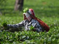 A tea garden worker plucks tea leaves at a tea garden in Nagaon district of Assam, India, on September 23, 2024. (