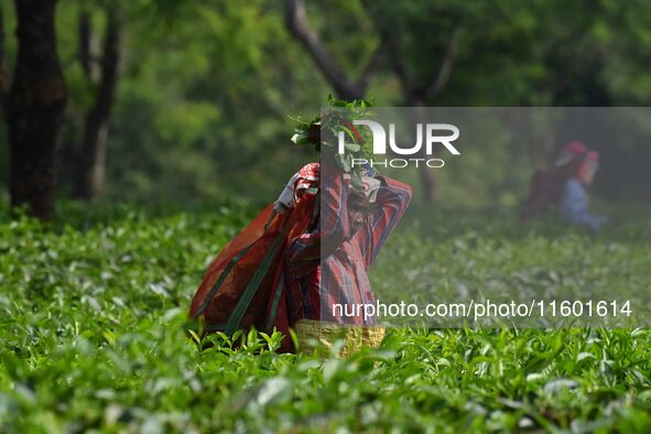 A tea garden worker plucks tea leaves at a tea garden in Nagaon district of Assam, India, on September 23, 2024. 