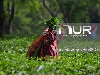 A tea garden worker plucks tea leaves at a tea garden in Nagaon district of Assam, India, on September 23, 2024. (