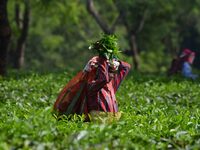 A tea garden worker plucks tea leaves at a tea garden in Nagaon district of Assam, India, on September 23, 2024. (