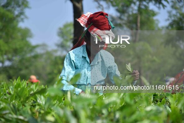 A tea garden worker plucks tea leaves at a tea garden in Nagaon district of Assam, India, on September 23, 2024. 