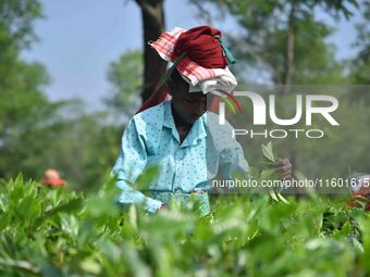 A tea garden worker plucks tea leaves at a tea garden in Nagaon district of Assam, India, on September 23, 2024. (