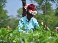 A tea garden worker plucks tea leaves at a tea garden in Nagaon district of Assam, India, on September 23, 2024. (