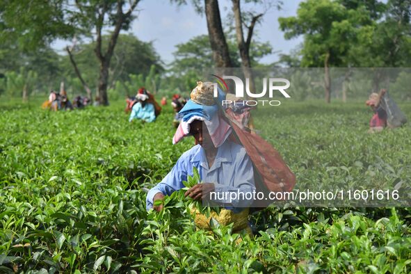 A tea garden worker plucks tea leaves at a tea garden in Nagaon district of Assam, India, on September 23, 2024. 