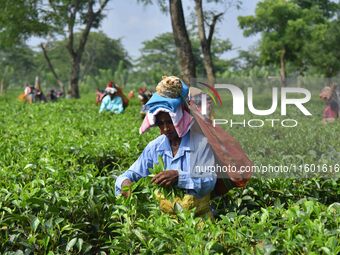 A tea garden worker plucks tea leaves at a tea garden in Nagaon district of Assam, India, on September 23, 2024. (