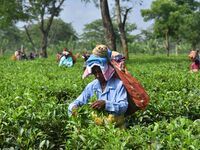 A tea garden worker plucks tea leaves at a tea garden in Nagaon district of Assam, India, on September 23, 2024. (