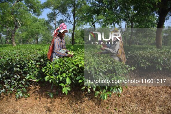 Tea garden workers pluck tea leaves at a tea garden in Nagaon district, Assam, India, on September 23, 2024. 