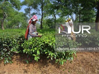 Tea garden workers pluck tea leaves at a tea garden in Nagaon district, Assam, India, on September 23, 2024. (