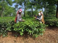 Tea garden workers pluck tea leaves at a tea garden in Nagaon district, Assam, India, on September 23, 2024. (