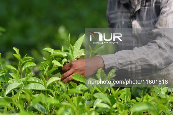 A tea garden worker plucks tea leaves at a tea garden in Nagaon district of Assam, India, on September 23, 2024. 