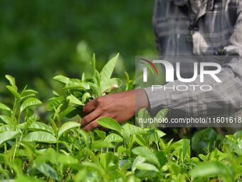 A tea garden worker plucks tea leaves at a tea garden in Nagaon district of Assam, India, on September 23, 2024. (