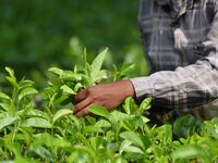 A tea garden worker plucks tea leaves at a tea garden in Nagaon district of Assam, India, on September 23, 2024. (