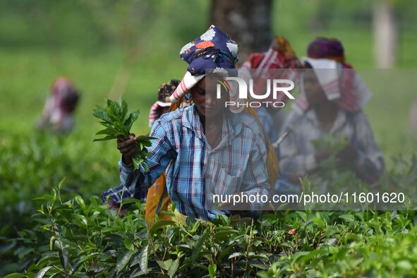 Tea garden workers pluck tea leaves at a tea garden in Nagaon district, Assam, India, on September 23, 2024. 