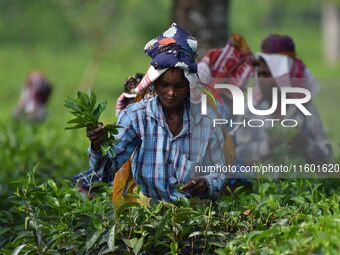 Tea garden workers pluck tea leaves at a tea garden in Nagaon district, Assam, India, on September 23, 2024. (