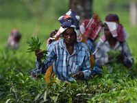 Tea garden workers pluck tea leaves at a tea garden in Nagaon district, Assam, India, on September 23, 2024. (