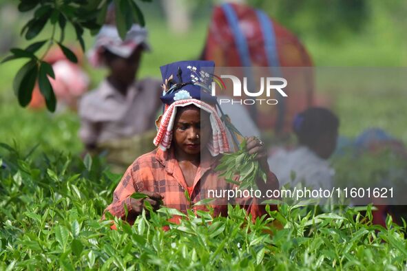 Tea garden workers pluck tea leaves at a tea garden in Nagaon district, Assam, India, on September 23, 2024. 