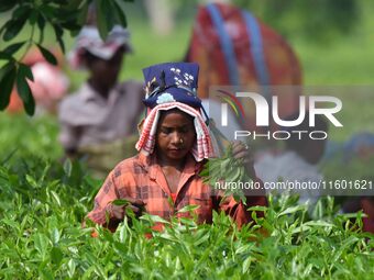 Tea garden workers pluck tea leaves at a tea garden in Nagaon district, Assam, India, on September 23, 2024. (