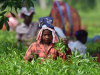 Tea garden workers pluck tea leaves at a tea garden in Nagaon district, Assam, India, on September 23, 2024. (