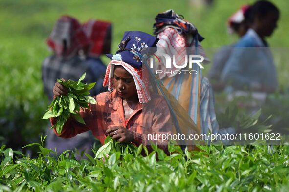 Tea garden workers pluck tea leaves at a tea garden in Nagaon district, Assam, India, on September 23, 2024. 