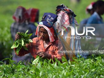 Tea garden workers pluck tea leaves at a tea garden in Nagaon district, Assam, India, on September 23, 2024. (